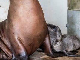 Pittsburgh Zoo Seal