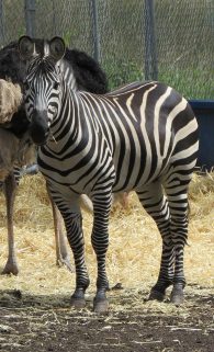 Plains Zebra