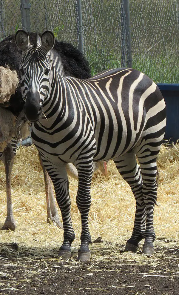 Plains Zebra The Animal Facts Appearance, Diet, Habitat, Behavior