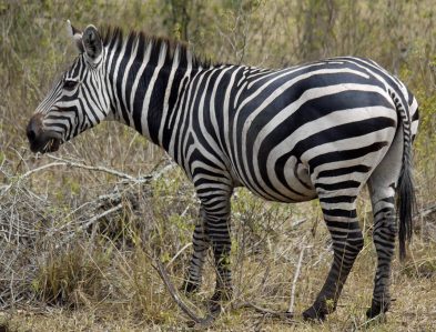 Plains Zebra