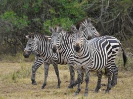 Plains Zebra