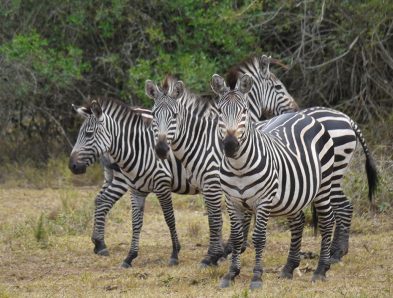 Plains Zebra