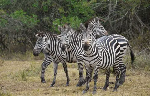 Plains Zebra