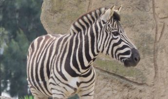 Plains Zebra