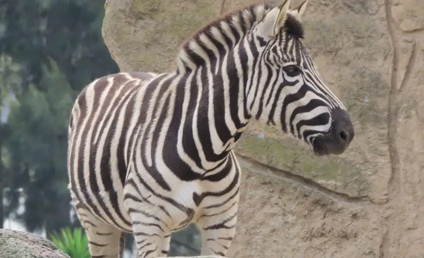 Plains Zebra