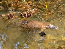 platypus
