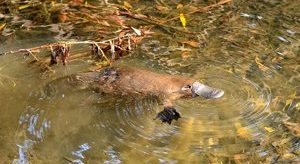 platypus