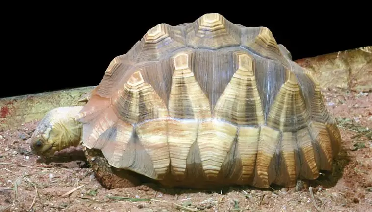 Ploughshare Tortoise (Astrochelys yniphora)