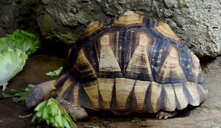 Ploughshare Tortoise (Astrochelys yniphora)