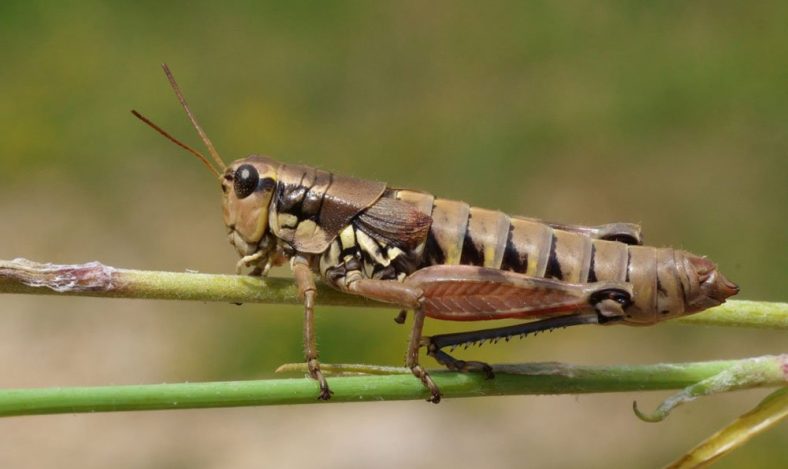 Short-Horned Grasshopper