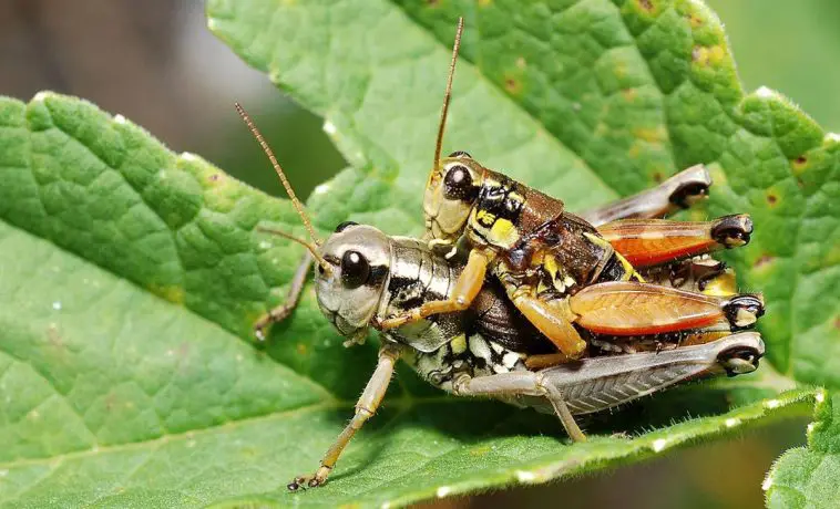 Short-Horned Grasshopper