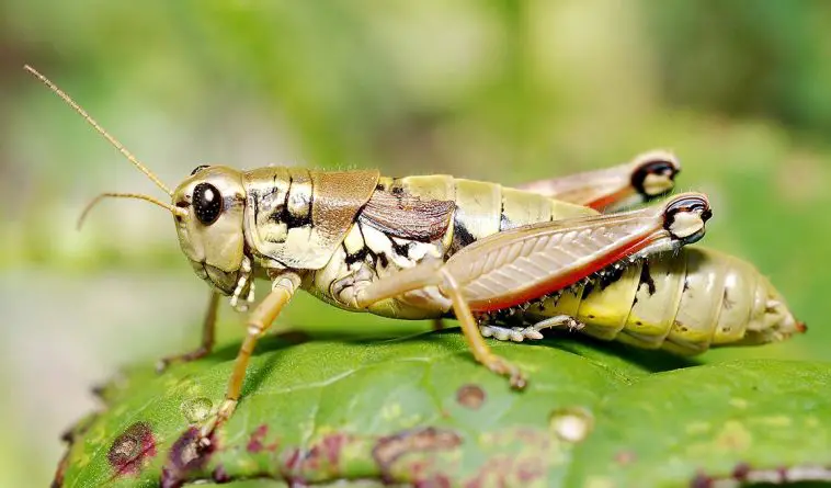 Short-Horned Grasshopper