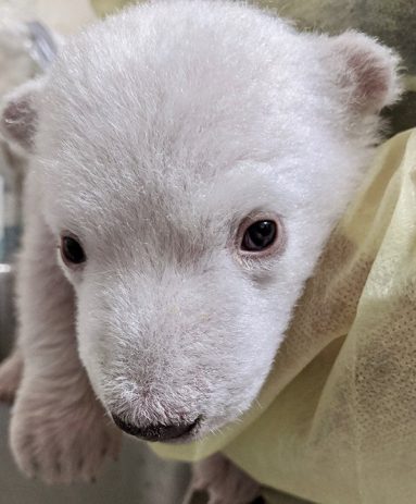 polar bear cub detroit