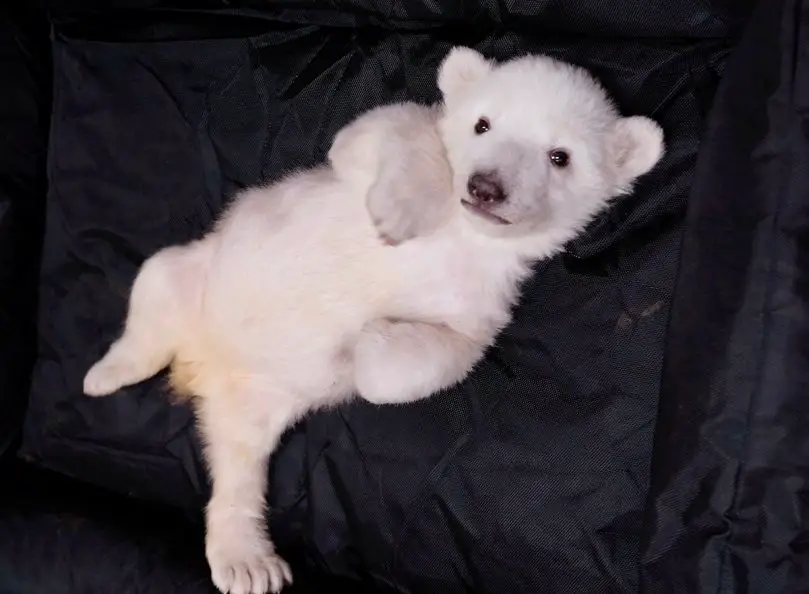polar bear cub detroit