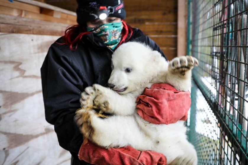 Polar Bear Cub Highland Wildlife Park
