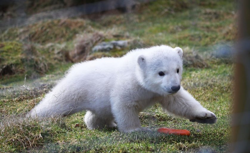 Baby Polar Bear Named Highland Wildlife Park