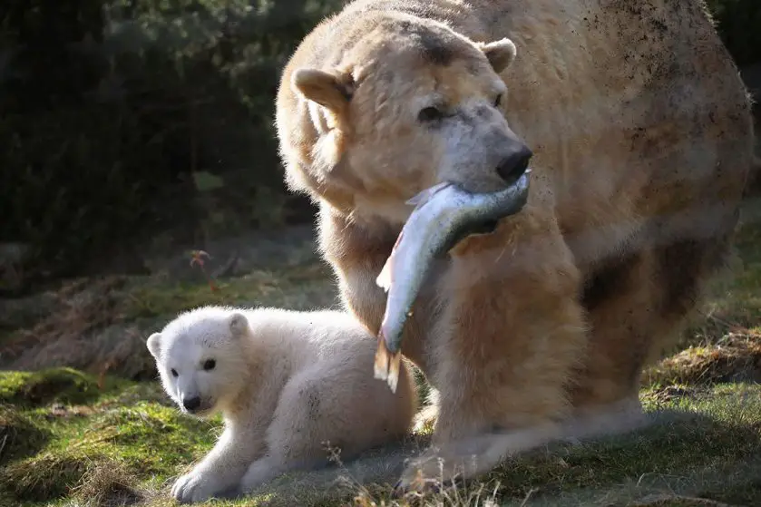 Baby Polar Bear Named Highland Wildlife Park