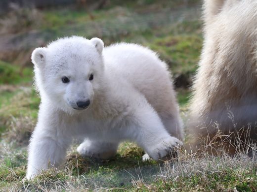 Baby Polar Bear Named Highland Wildlife Park