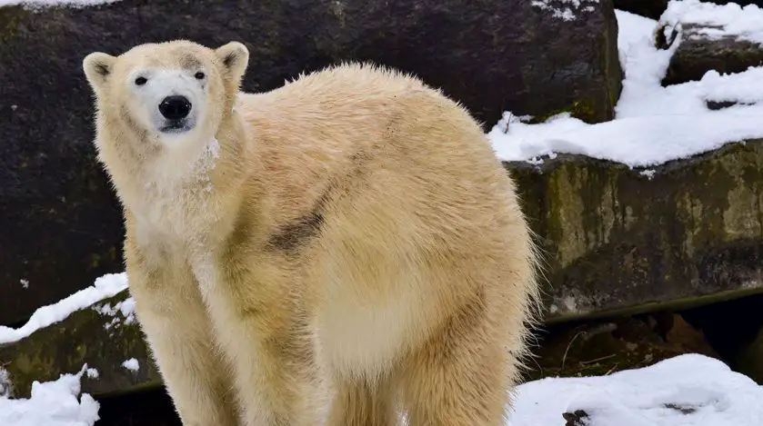 Polar Bear Maryland Zoo