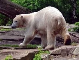 Polar Bear