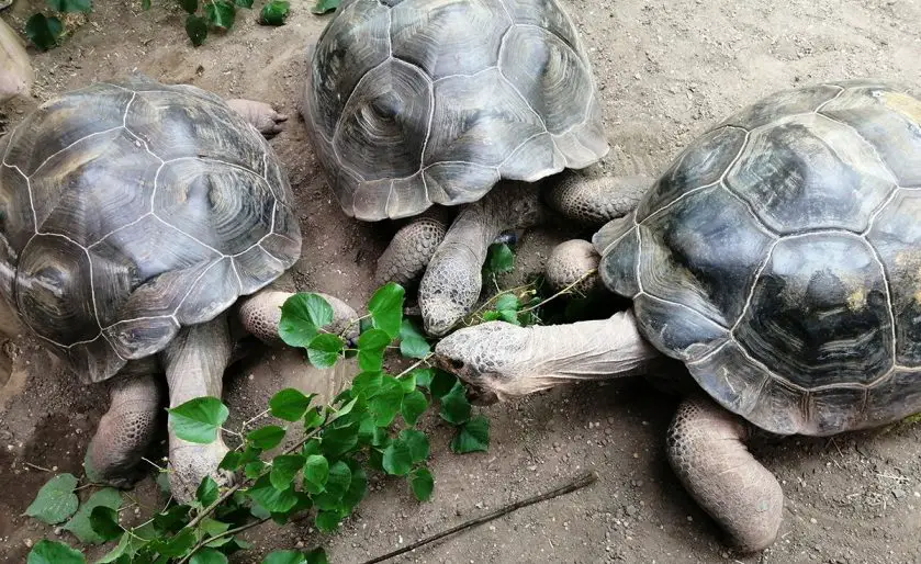 Giant Tortoise Exhibit ZSL London Zoo