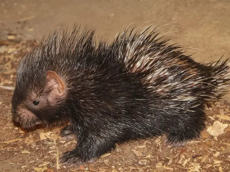 Porcupette at ZSL London Zoo