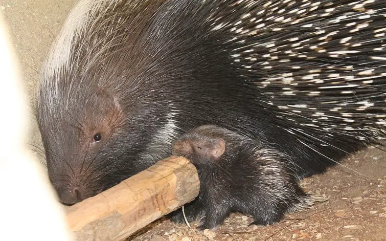 Porcupette at ZSL London Zoo