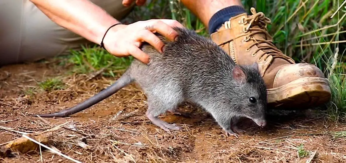 Long-Nosed Potoroo Aussie Ark