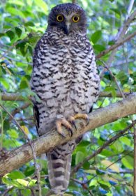 powerful owl