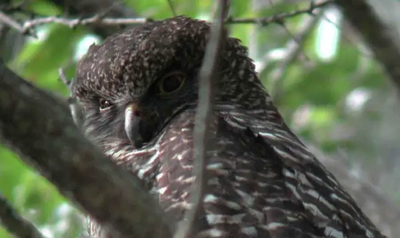 powerful owl