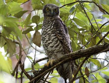 powerful owl