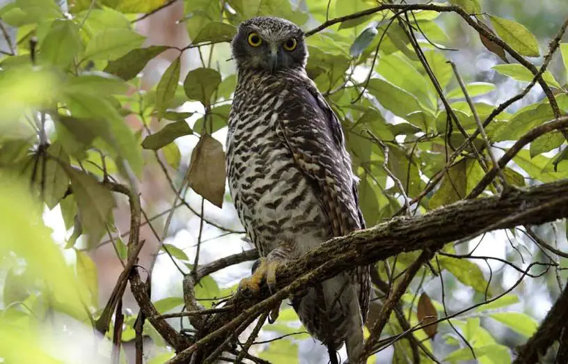powerful owl