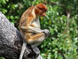 proboscis monkey