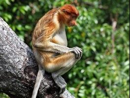 proboscis monkey