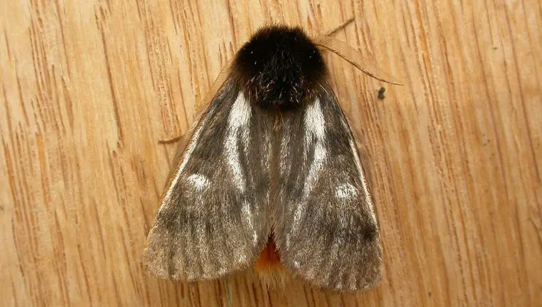 Processionary Caterpillar (Ochrogaster lunifer)