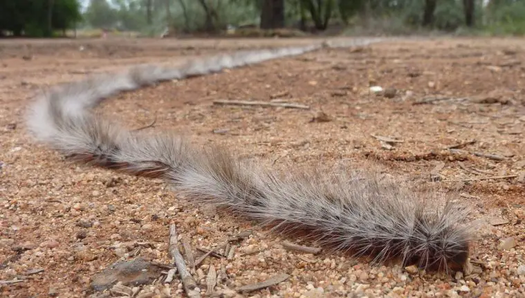 Processionary Caterpillar (Ochrogaster lunifer)