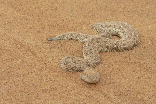 Puff Adder