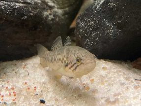 Purple Spotted Gudgeon Bred at SEA LIFE Melbourne Aquarium