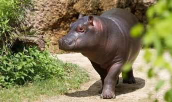 Pygmy Hippo