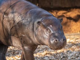 ZSL London Zoo new Pygmy Hippo