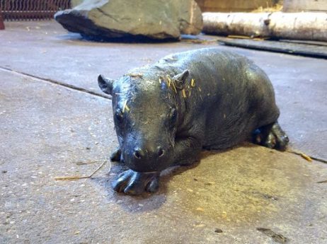 Pygmy Hippo
