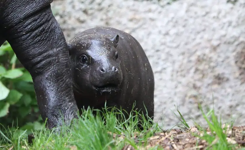 Pygmy Hippo Calf Edinburgh Zoo