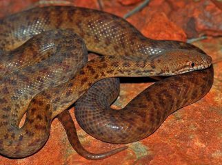 pygmy python
