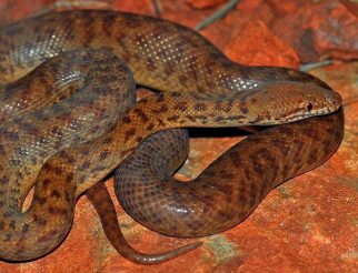pygmy python