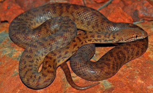 pygmy python