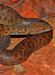 pygmy python