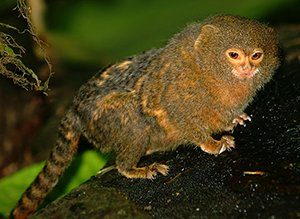 Pygmy Marmoset