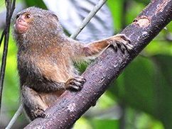 Pygmy marmoset
