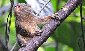 Pygmy marmoset
