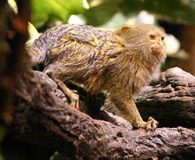 Pygmy marmoset